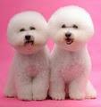 Yuppy Puppy Mobile Dog Grooming image 2