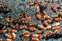 Fumapest Termite & Pest Control - Heidelberg image 3