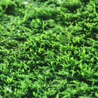 Synthetic Grass Adelaide image 3