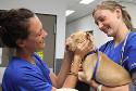 Veterinary Clinic Brisbane image 3