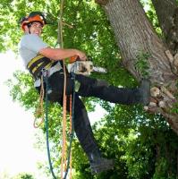 Caboolture Tree Removal image 2
