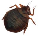 Fumapest Termite & Pest Control - Bairnsdale logo