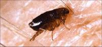 Fumapest Termite & Pest Control - Bairnsdale image 2