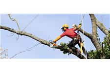 The Greatest Tree Services Pty Ltd image 2