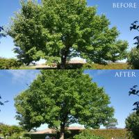 First Class Tree Care - Tree Services in Canberra image 1