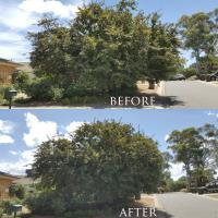 First Class Tree Care - Tree Services in Canberra image 2
