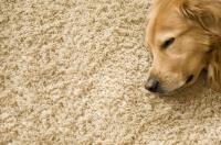 Fair Dinkum Carpet and Pest image 2