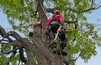 Terrific Trees – Tree Services in Melbourne image 1