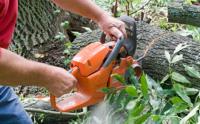Terrific Trees – Tree Services in Melbourne image 2