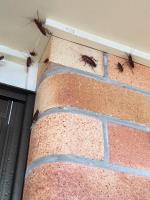 Amalgamated Pest Control Bundaberg image 4