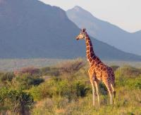 Real Masai Safari image 3