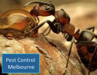 Trusted Pest Control image 5