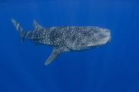 Three Islands Whale Shark Dive image 3