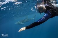 Three Islands Whale Shark Dive image 4