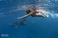 Three Islands Whale Shark Dive image 5