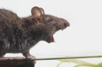 Rats Removal Perth image 3