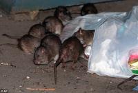 Rats Removal Perth image 4