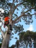 Agility Professional Tree Service Pty Ltd image 2