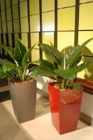 Inscape Indoor Plant Hire in Melbourne image 3