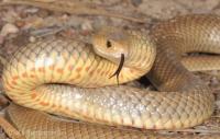 Brisbane Snake Catchers image 2