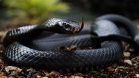 Brisbane Snake Catchers image 15
