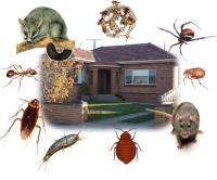 South Sydney Pest Control image 5