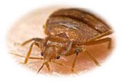 ABC Pest Control NEW CASTLE image 2