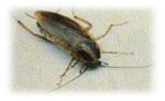 ABC Pest Control NEW CASTLE image 3