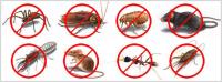 Female Choice Pest Control image 3