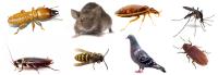 Melbourne Pest Controllers image 1