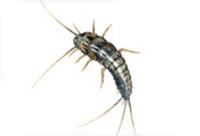 ABC Pest Control Campbelltown image 4