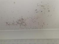 Quality Mould Removal in Adelaide image 1