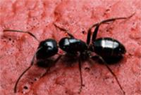 ABC Pest Control Bondi image 1