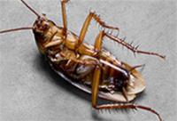 ABC Pest Control Bondi image 4