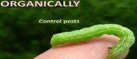 Enviro & Eco Safe Pest Control image 3