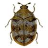 Cronulla Sutherland Pest Control image 5