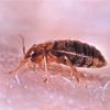 Cronulla Sutherland Pest Control image 7