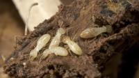  Termite Treatment Perth image 4