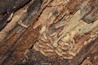  Termite Treatment Perth image 2