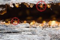  Termite Treatment Perth image 3