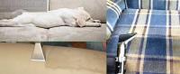 Fresh Upholstery Cleaning Melbourne image 4