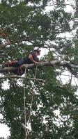 Tall Timbers Tree Services image 4
