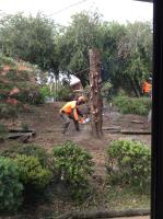 Cutting Edge Tree Care image 2