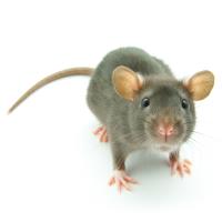Rat Control Perth image 3