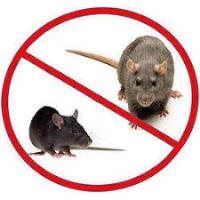 Rat Control Perth image 1