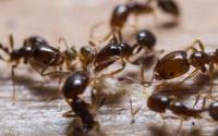 Impressive Pest Control Upper Lockyer image 3