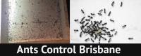Impressive Pest Control Sandgate image 2