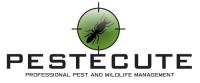 Pestecute image 1