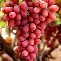 Lazzara Grapes image 1