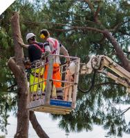 Canberra Tree Lopping image 4